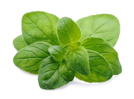 Oregano x Atado